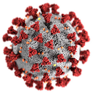 COVID-19 Virus 3D model